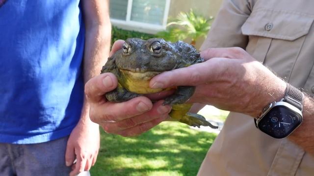 Alligator Loose in Our House!! смотреть онлайн