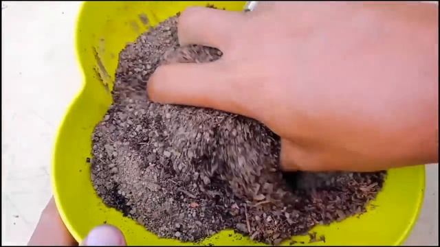 How To Grow Hydrangea Plant from cuttings , hydrangea plant propagation in easy and simple way смотреть онлайн