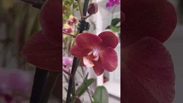 Распаковка новой орхидеи Phal.Horizon❤️??❤️? Unpacking a new orchid смотреть онлайн