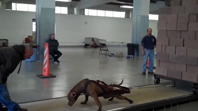 5 American Bully Exercise MUSCLE training tips that will get your dog SWOLE!! смотреть онлайн