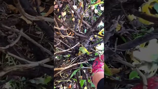 Обрезка смородины. Краткая шпаргалка! смотреть онлайн