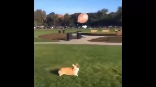 ДЛЯ ВЗРОСЛЫХ приколы 2016, приколы coub, coub видео, смотреть онлайн