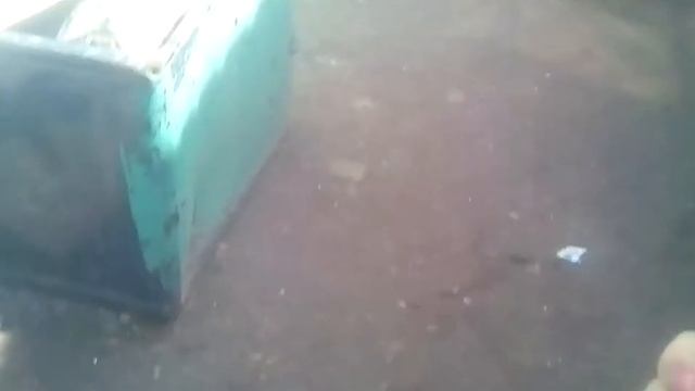 Ура ура убежала от собаки Динго