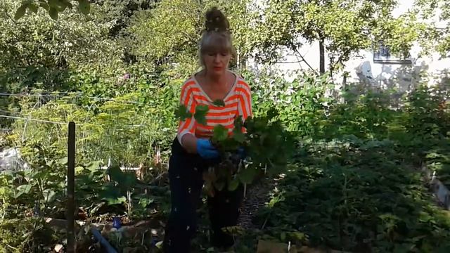 Малина ,клубника 11 июля . смотреть онлайн