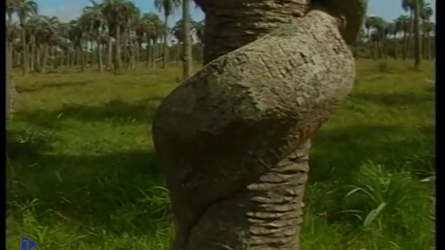 El Palmar de Rocha смотреть онлайн