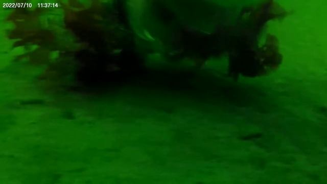 Тихая подводная охота смотреть онлайн