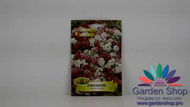 Flowers For Application - Seeds Lobular Lobularia Maritima