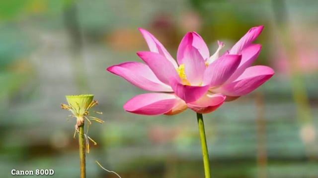 Canon EOS 800D VS Nikon D5600 DSLR Camera Test Comparison|Canon EOS 800D Review|Nikon D5600 Review| смотреть онлайн