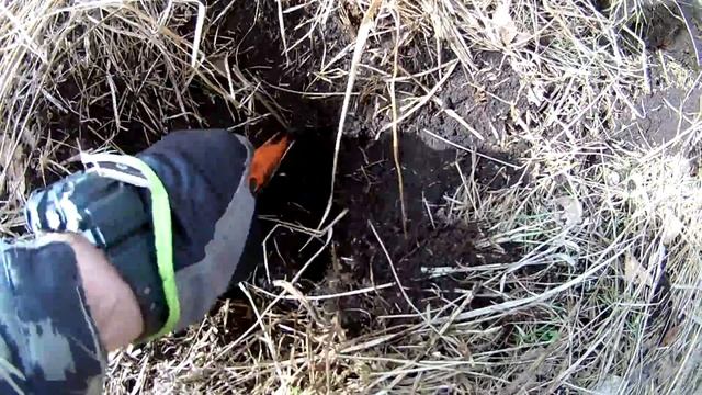 Эквинокс 800. Выкопать череп, это к чему? Коп 2019. смотреть онлайн