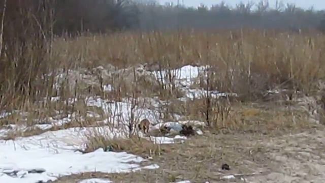 Сирко играет смотреть онлайн