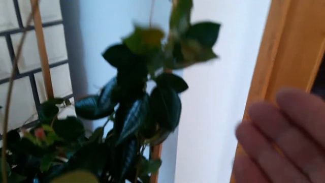 Дипладения. Царица комнатных лиан. смотреть онлайн