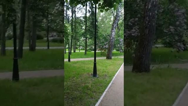 Сокольники Сиреневый сад смотреть онлайн