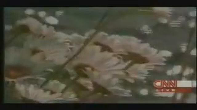 Rachel Scott Funeral Tribute Video смотреть онлайн