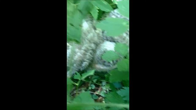 Совенок в лесу. Owl in the woods смотреть онлайн