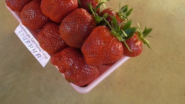 АРИАННА - "клубничная" новинка 20 года с отличными характеристиками. / мини-питомник КЛУБНИКА-МАЛИН смотреть онлайн