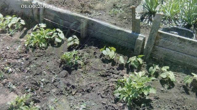 ДАЧНЫЕ ГРЯДКИ МОИ 2016. 14 серия. Посадка свеклы. Клубника на даче. смотреть онлайн