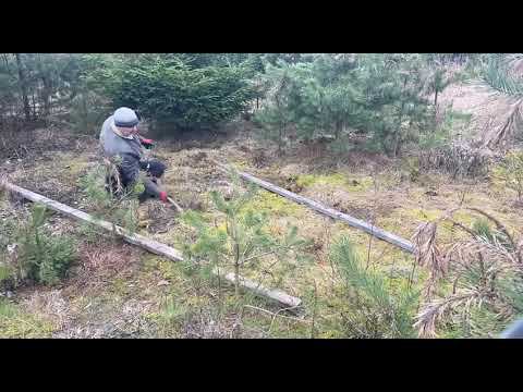 лесной точек №2 сформирован смотреть онлайн