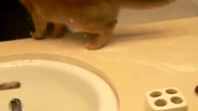 F5 Chausie смотреть онлайн