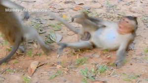 Oh my god..! Big boy monkey Sweetpea make friendly with the little monkey the best new style