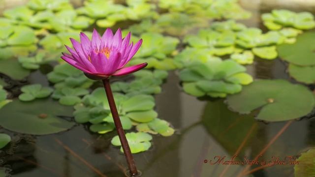 VIENTIANE, Laos, 2015, UHD смотреть онлайн