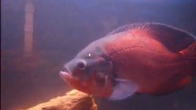 OSCAR FISH KILLED BY CHIHUAHUA DOG. смотреть онлайн