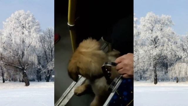 Улыбки предновогоднего Харькова смотреть онлайн