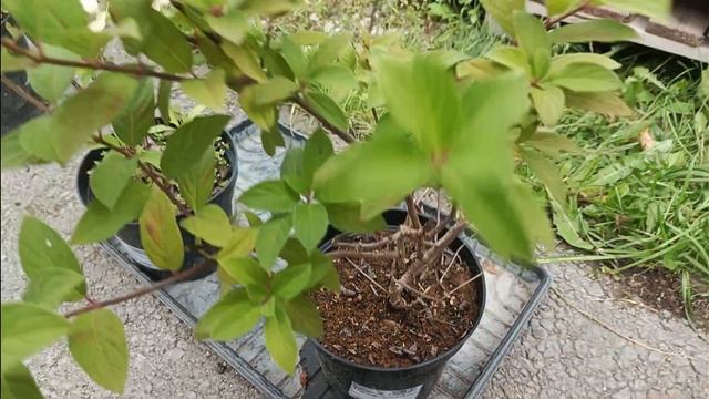 У меня новинка😊 гортензия. Поездка на базу, купили корм для кур. смотреть онлайн