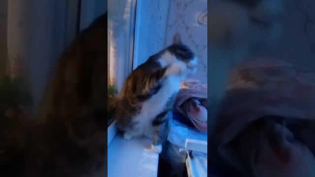Дай лапу Боря кот смотреть онлайн