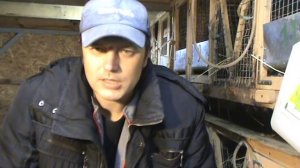 Серебряный кролик, полтавское серебро