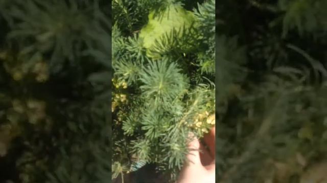 Цветок елочка смотреть онлайн