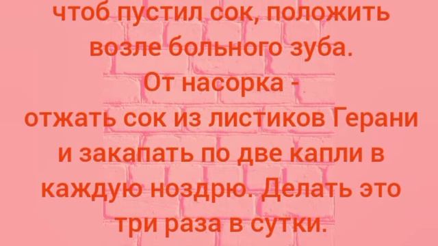 ГЕРАНЬ - полезные свойства #лечебныетравы #народнаямедицина смотреть онлайн