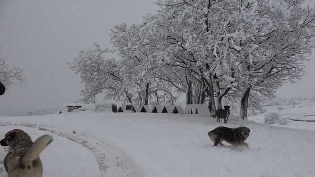 You Will Chill To The Bone While Watching This Video. Stray Dogs In Winter. Adorable Paws
