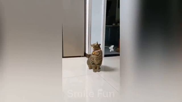 Смешные котики #86.mp4 смотреть онлайн