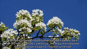 Почему не плодоносит груша