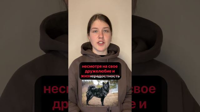 Рубрика особенности породы. Порода Муди