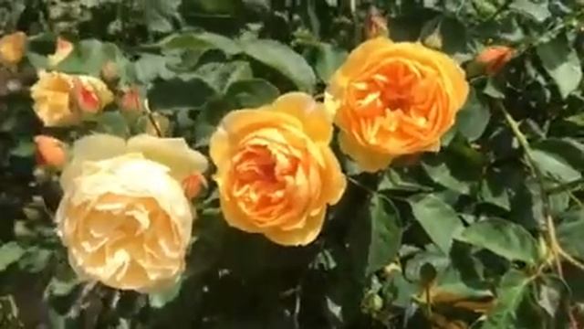 Английская роза Golden Celebration смотреть онлайн