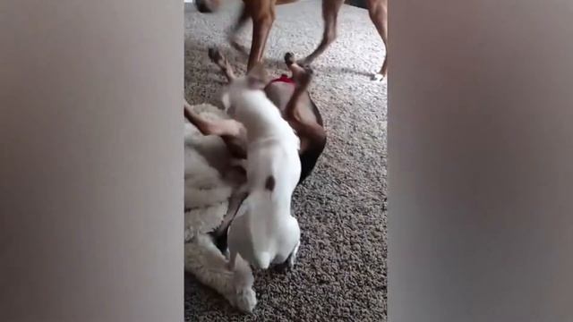 СМЕШНЫЕ ВИДОСЫ ПРО СОБАК / МАЛЕНЬКИЕ СОБАЧКИ ЗЛЯТСЯ / УГАРНЫЕ ПРИКОЛЫ смотреть онлайн