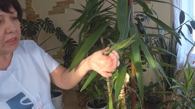 Комнатные Цветы. Юкка и Драцена растут вместе. Зимний Сад. смотреть онлайн