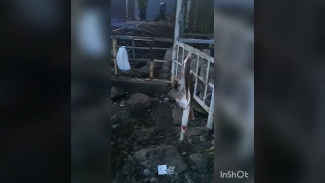 Зимняя ловля плотвы . Рыбалка в Запорожье. смотреть онлайн