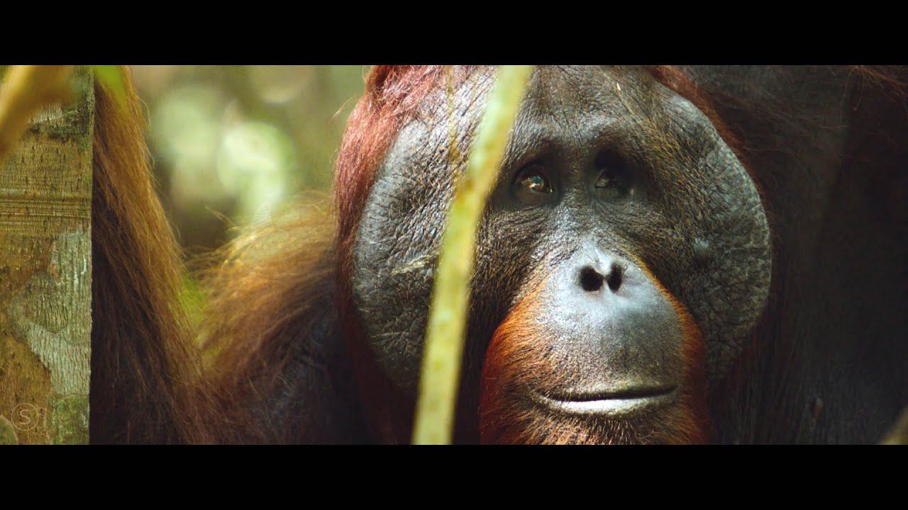 ♪ Fidel Wicked - The Journey смотреть онлайн