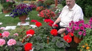 Новые гибридные Пеларгонии  Квантум F1, Мультиблум F1 и Булз Ай F1.