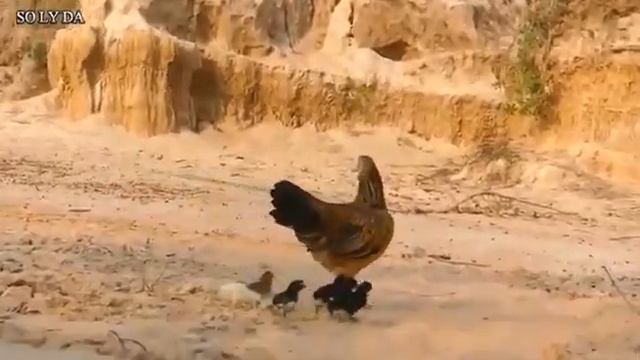 Орёл против курицы смотреть онлайн