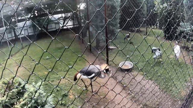 Парк львов Тайган. Курбан Байрам. GoPro Hero 7 Black. смотреть онлайн