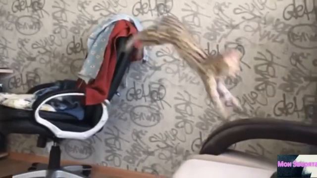 (Приколы про котов и кошек) Шанти Сервал. Я смотреть онлайн