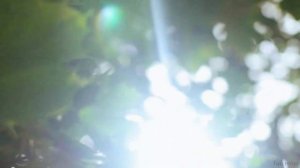 Прошу прощения /Анжелика Чилиевич. Запись 2018 г./