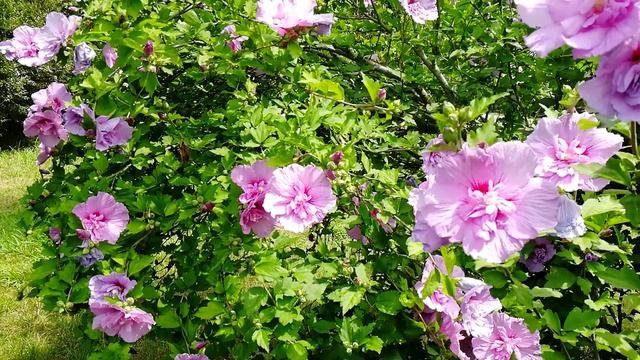 Июль в цвету. смотреть онлайн