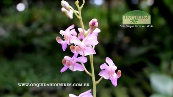 Phalaenopsis pulcherrima var. coerulea