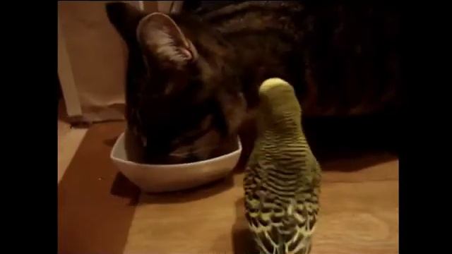 Домашние животные волнистый попугай и кот смотреть онлайн