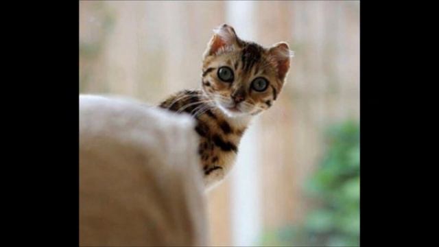 A boldogság és én - Cserháti Zsuzsa.wmv смотреть онлайн