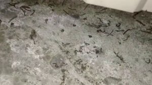 Черная многоножка.